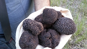 DÜNYADA KARA ELMAS OLARAK BİLİNEN TRÜF MANTARI ÜLKE EKONOMİSİNE KAZANDIRILIYOR…