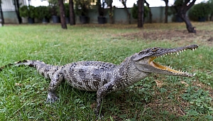 "BURSA VE KOCAELİ'DE BİYOKAÇAKÇILARA SUÇÜSTÜ"