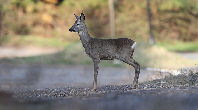 İkiz karacalar sağlıklı bir şekilde büyüyor