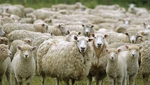 "300 KOYUN PROJESİ BEKLENTİLERİ KARŞILAMIYOR"