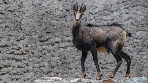 ÇENGEL BOYNUZLU DAĞ KEÇİLERİNİN SAYISI ARTIYOR
