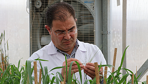 2 BİN YILLIK AHMET BUĞDAYI KORUMAYA ALINIYOR