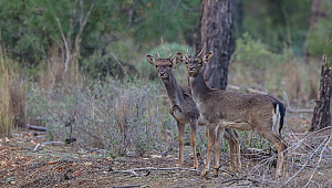 ALAGEYİKLERİN SAYISI 350'YE ULAŞTI