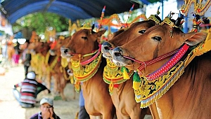 Hindistan'da inek kadar değeriniz yok