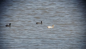 İlk kez görüntülendi: Akyatan Gölü'nde albino sakarmeke