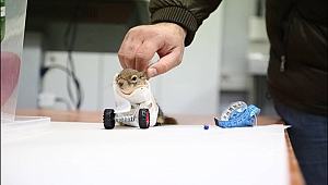 Sincap "Karamel" e protez kol takılacak.