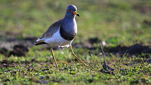 TÜRKİYE'DE YENİ BİR KUŞ TÜRÜ TESPİT EDİLDİ