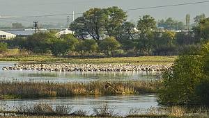 Ak Pelikanların dünyadaki dinlenme yeri Karacabey
