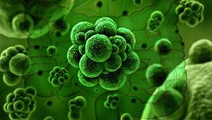 Bakteriler birbirleriyle konuşuyorlar