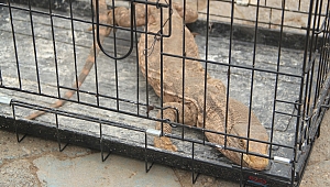 Cizre'de bulunan çöl varanı koruma altına alındı