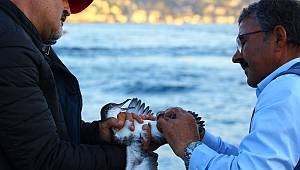 İstanbul'da yelkovan katliamı