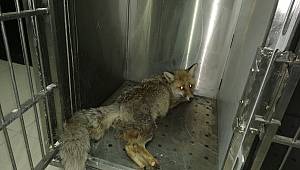 Kazazede hamile tilki 3 yavru dünyaya getirdi