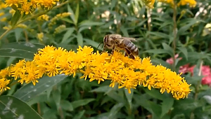 Propolis hakkında merak edilenler