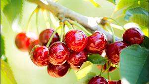 Türk kirazı Çin yolunda