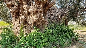 Komili, zeytin ağaçlarına gözü gibi bakıyor