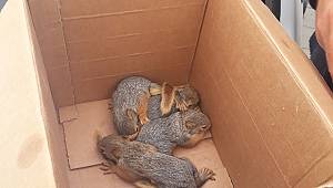 Öksüz kalan sincap yavrularına bakanlık sahip çıktı