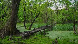 Türkiye'nin en büyük longozu