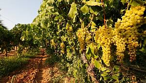 Yaş üzüm ihracatında hedef 250 milyon dolar