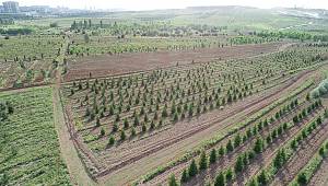 Atatürk Orman Çiftliği’ne 2,1 milyon adet fidan dikildi