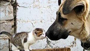 Eroğlu: “Hayvan hakları ihlallerine hapis cezası getireceğiz”