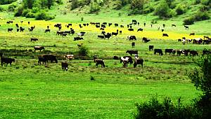 Hayvancılık için meralar kullanıma açılmalı