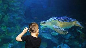 Iggy, yeni yuvası SEA LIFE İstanbul’da