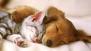 Modern teknolojiler evcil hayvanların güvenliğini nasıl etkiliyor?