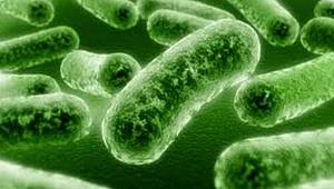 Probiyotikler cildin sağlığını ve gençliğini koruyor