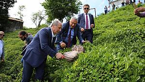 Rize çayının fiyatı Afrika’nın bile gerisinde