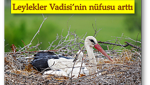 Yavru leylekler anneleriyle beraber kameralara poz verdi