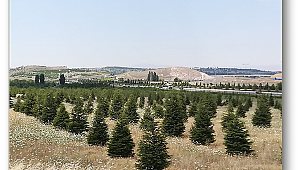 Ankara'da basın mensupları için hatıra ormanı oluşturuldu