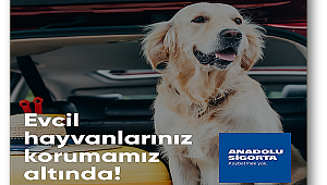 Evcil hayvanlarınızı da güvenceye alan kasko