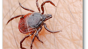 Kırım Kongo Kanamalı Ateşi hakkında bilinmeyenler