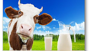 Mayıs ayında 915 bin 998 ton inek sütü toplandı
