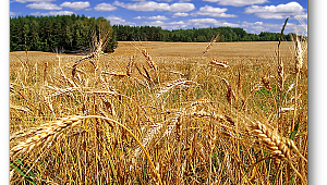 “Tarım Havza Modeli” doğru uygulandığında buğday ekimindeki düşüş önlenebilir