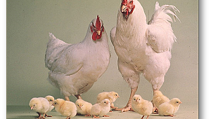 Tavuk ve yumurta üretimi arttı