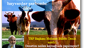 İthal edilen büyükbaş hayvanlar şarbonlu çıktı