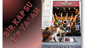 Tudors'dan sokak hayvanları için anlamlı davranış