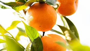 Satsuma mandalina sezonu başlıyor