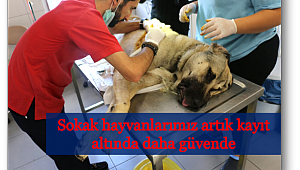 Sokak hayvanlarına mikroçipli koruma