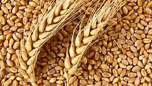 Türkiye, Rusya'dan buğday ithal edecek