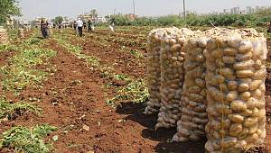 Olur mu demeyin: Kilosu 25 TL'ye çıktı