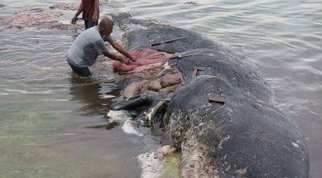 PLASTİK kullanırken bir kez daha düşünelim