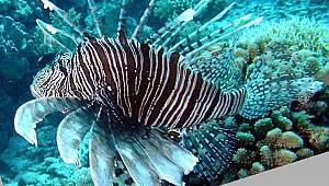 Yeni araştırma: Akdeniz’de işgalci türler 700’ü geçti