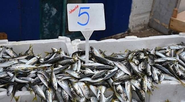 İstavrit bolluğu FİYATLARI DÜŞÜRDÜ