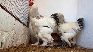 SAKIN ALMAYIN, diğerlerinden farkı yok