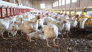 Beyaz et KRİZİ KAPIDA