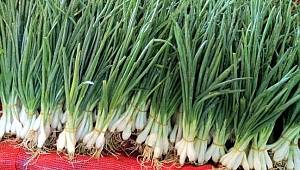 Soğan gündem olmaya devam ediyor