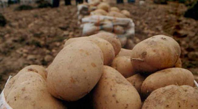 Sıfır vergi ile 200 bin ton patates alınacak
