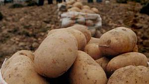 Sıfır vergi ile 200 bin ton patates alınacak